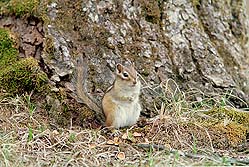 クリックすると拡大写真 約81K