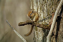 �N���b�N����Ɗg��ʐ^ ��51K