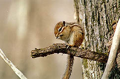 �N���b�N����Ɗg��ʐ^ ��55K