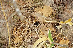 �N���b�N����Ɗg��ʐ^ ��56K