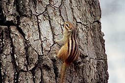 �N���b�N����Ɗg��ʐ^ ��55K