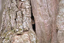 �N���b�N����Ɗg��ʐ^ ��50K