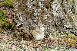 �N���b�N����Ɗg��ʐ^ ��75K