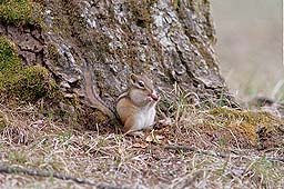 �N���b�N����Ɗg��ʐ^ ��84K