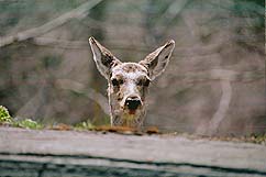 �N���b�N����Ɗg��ʐ^ ��29K