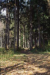 �N���b�N����Ɗg��ʐ^