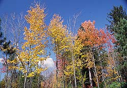 �N���b�N����Ɗg��ʐ^