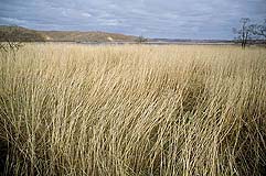 �N���b�N����Ɗg��ʐ^ ��66K