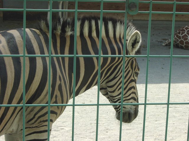 ZEBRA7.JPG - 71,782BYTES