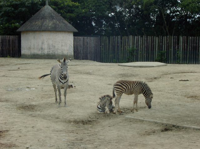 ZEBRA8.JPG - 62,502BYTES