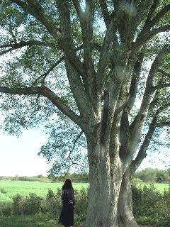 �o���҂�����ˁi�΁j