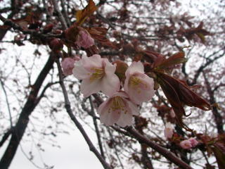 �A�b�v�ŎB���Ă݂��B�͂��ς̐F�����݂Ɍ�����(^^;