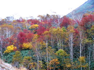 �Ȃ񂾂��ܖ��������������u���b�R���[�݂������i�΁j