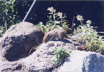 �T���Ă��