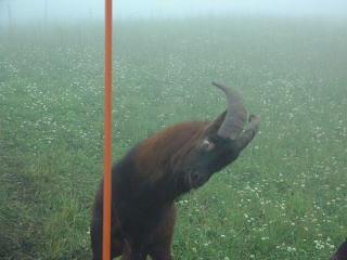 �S�g�S��������āE�E�E�E�u�Ȃ�ł�˂�I�v�ƃc�b�R�~�����Ă���킯�ł͂Ȃ��B