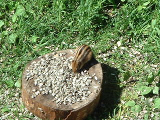 �����ƒ��g�����H�ׂ�B���X�g�n�E�X�̐E���ɂ��ƁA�ق��؂ɓ���đ��Ɏ����A��񂾂������B