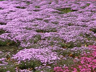 �s���N�Ɛ�