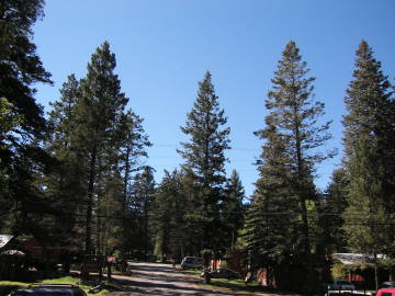 �����͔�����