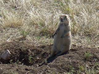 PrairieDog