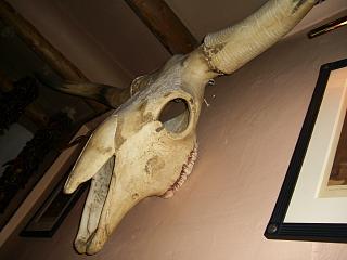 �{���炵��