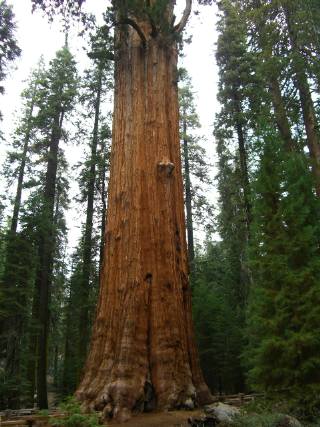 �V���[�}�����R