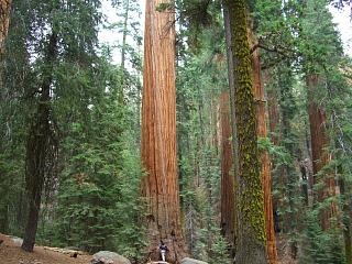 �ނ͑傫���ł��B