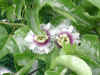 11Epsn0009_1.jpg (105610 バイト)