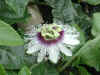 7Epsn0031_1.jpg (106881 バイト)