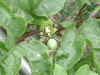 7epsn0079_1.jpg (101453 バイト)