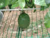 8Epsn0010_1.jpg (96187 バイト)