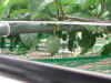 8epsn0003_1.jpg (98478 バイト)