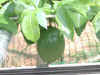 8epsn0024_1.jpg (89466 バイト)