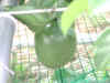 8epsn0051_1.jpg (72696 バイト)