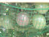 9Epsn0060_1.jpg (108672 バイト)