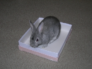 ぴょん」