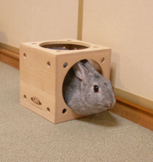 ぴょん」