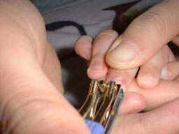 nail.jpg (13173 �o�C�g)